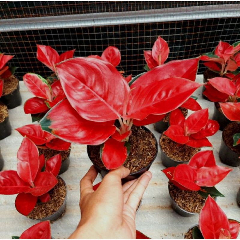 Bonggol bertunas aglonema suksom culture