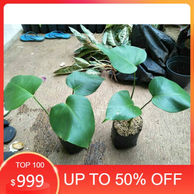 Bibit tanaman philodendron monstera deliciosa ukuran baby ( Anakan )