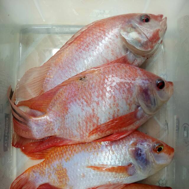 

Nila Merah fresh dan segar