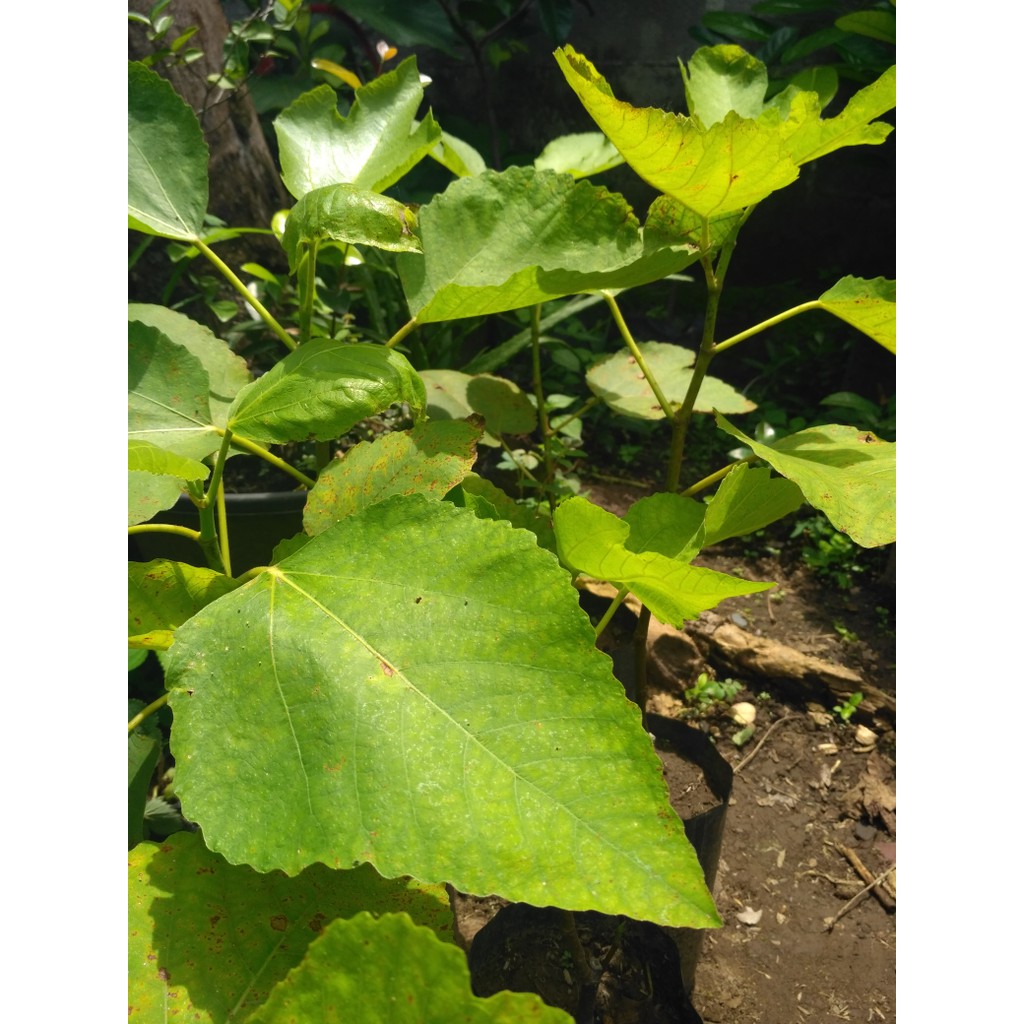 

bibit buah tin purple