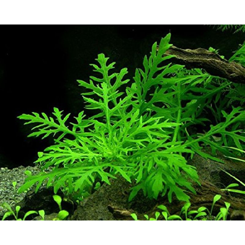 Hygrophila Difformis  ( Tanaman Aquascape Tanpa Co2 )