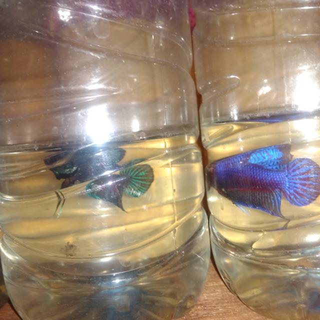Ikan cupang aduan/bagan