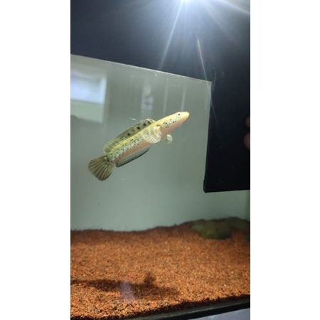 orna yellow lips 8cm