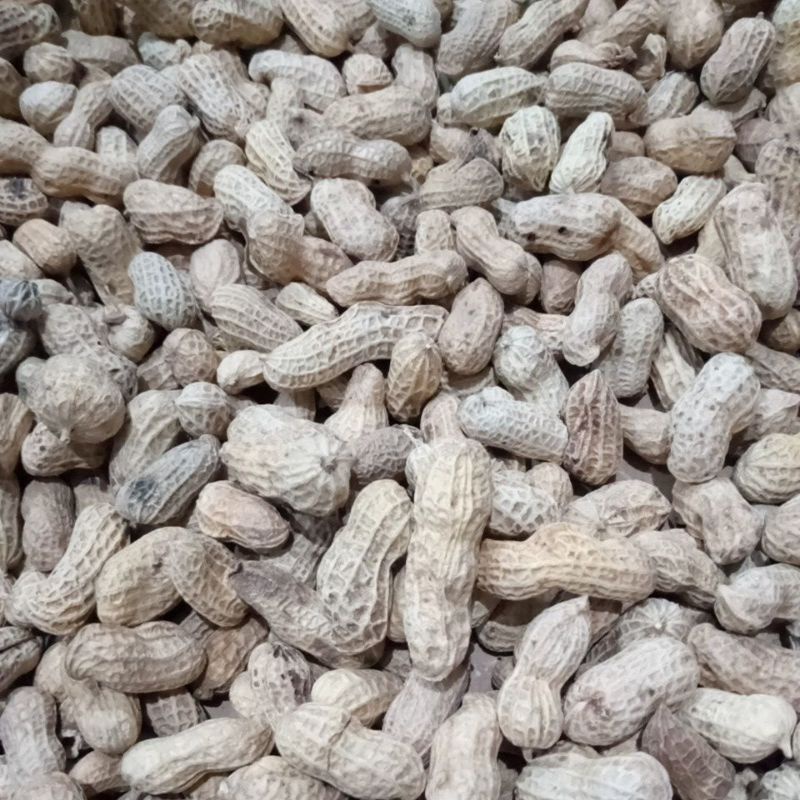 

Kacang Kulit Panggang Renyah Gurih 1 Kg