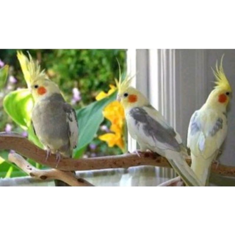 burung falk parkit Australia