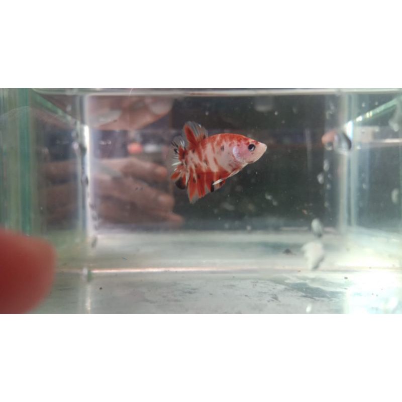 ikan cupang plakat koi