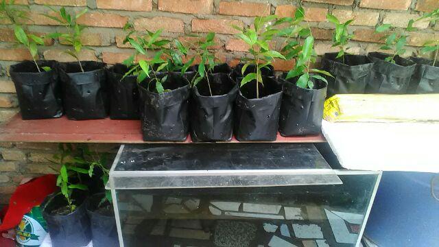 Bibit Gaharu Cabutan Jenis Malaccensis