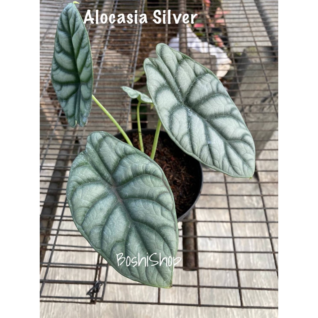 Alocasia Silver Anakan 3-5 daun