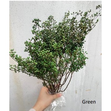 Eucaluptus Mini berries/Bunga kering