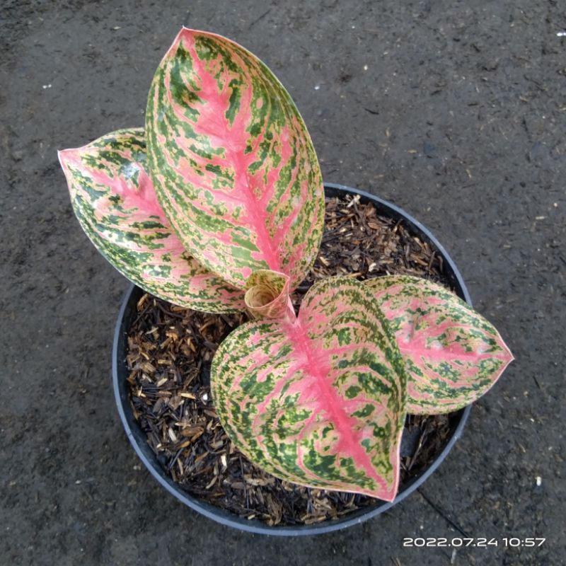 Aglo Witurah, Widuri Tulang Merah