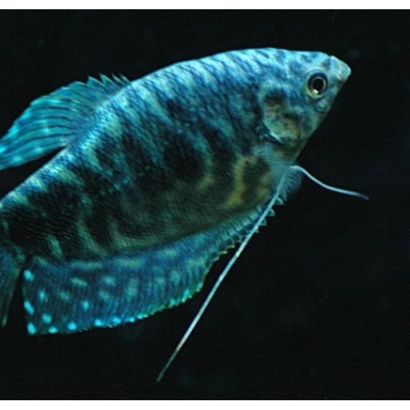 ikan hias sepat mutiara ikan hias air tawar