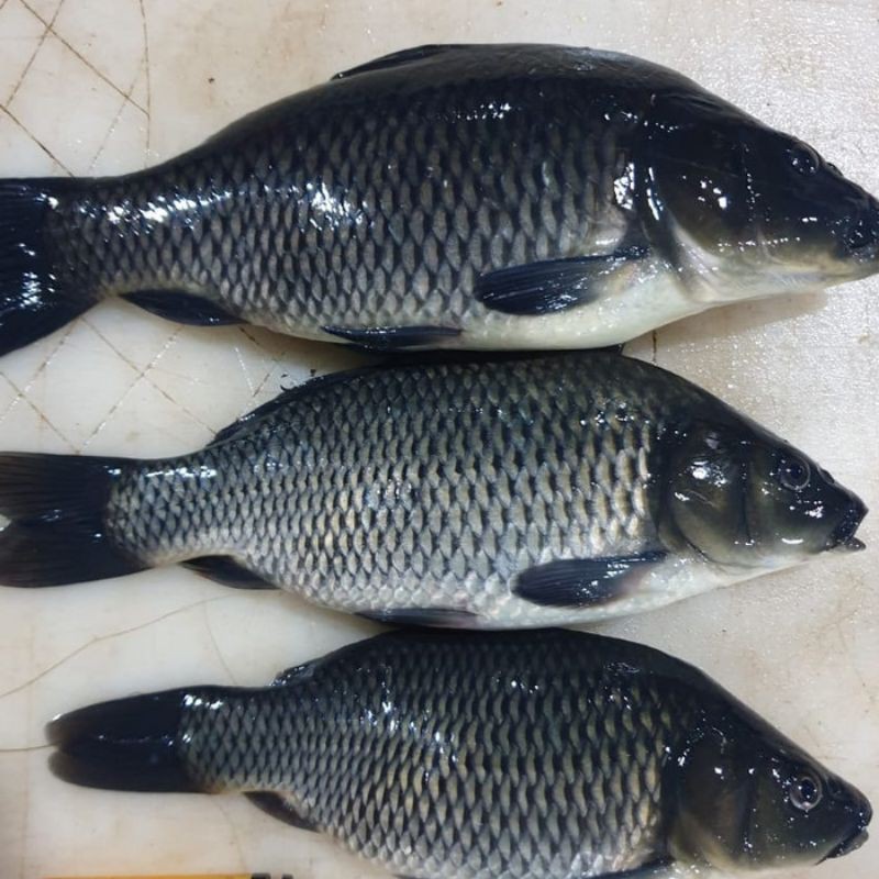 

Ikan mas hidup / segar 1 kg 3-5 ekor