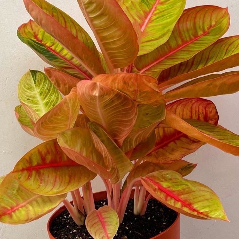 Aglonema goliath koleksi mewah remaja - tanaman hias hidup - bunga hidup - bunga aglonema - aglaonem