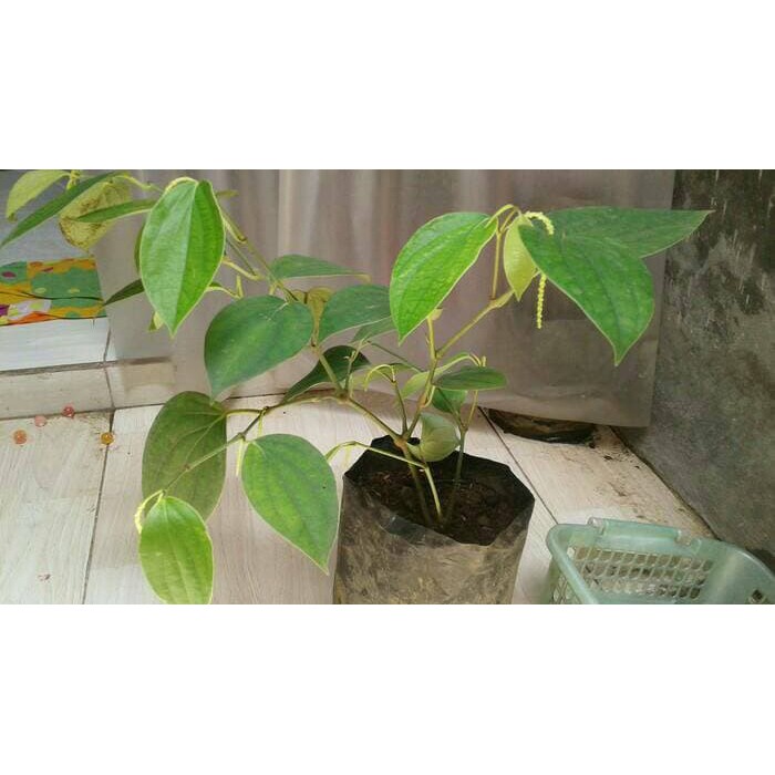 tanaman lada perdu / merica perdu