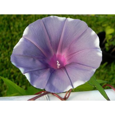 Benih Bibit Biji - Bunga Japanese Morning Glory Gray Morning Mist (Ipomoea Nil) Flower Seeds