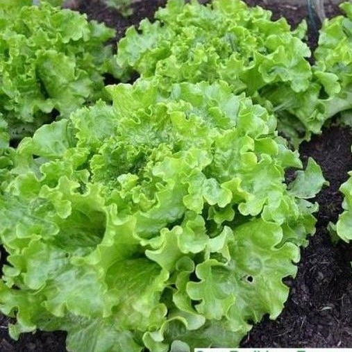 100 Biji - Benih Selada Keriting GRAND RAPID - Bibit Sayur Sayuran Selada Red Hijau Kribo