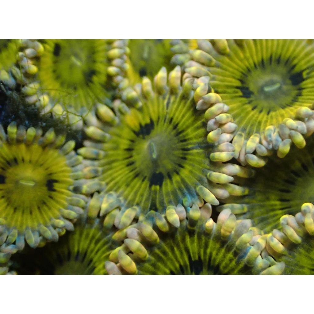 Zoa Frag 3 (Kuning/Yellow)