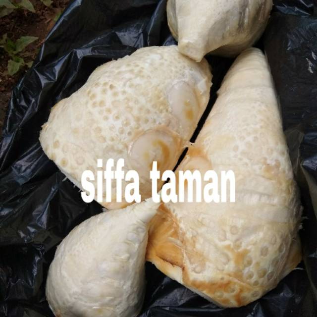 

Rebung sayur sudah dikupas