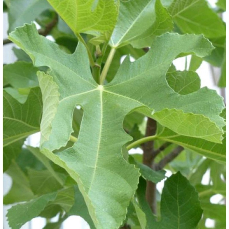 Daun Buah Tin Segar Petik Pohon