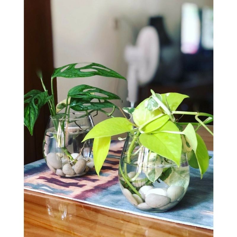 Vas Bulat Pot Kaca Tanaman Air Vas Kaca Pot Bunga Vas Minimalis Wadah Tanaman Vas