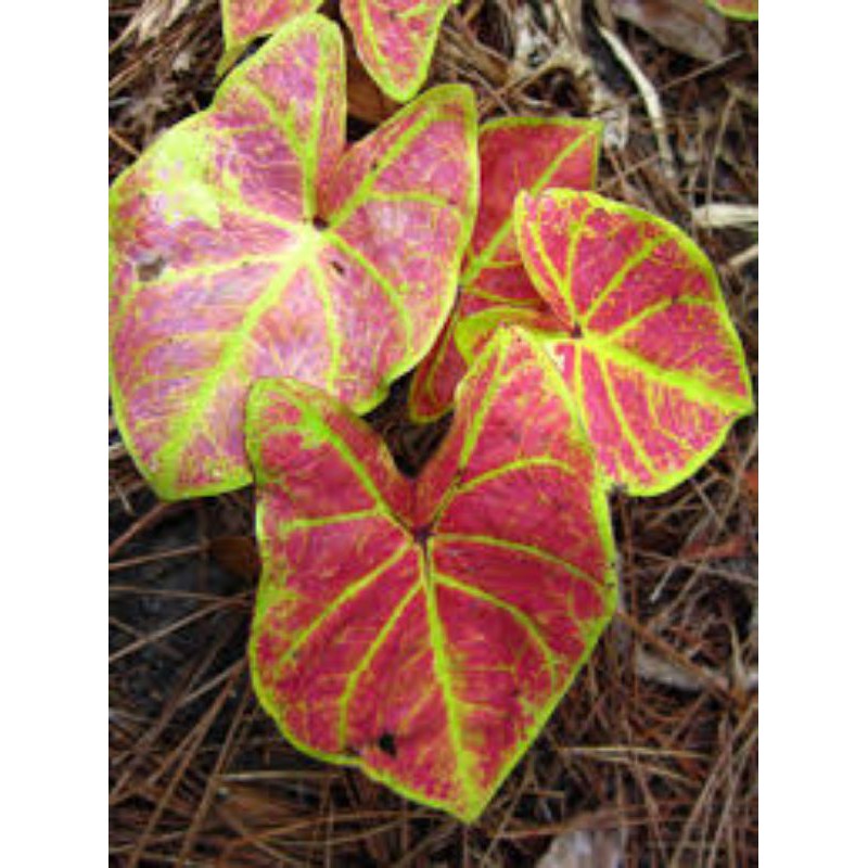 caladium New wave