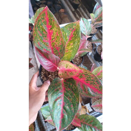 Aglaonema red stardust lokal // Tanaman hias aglaonema red stardust murah