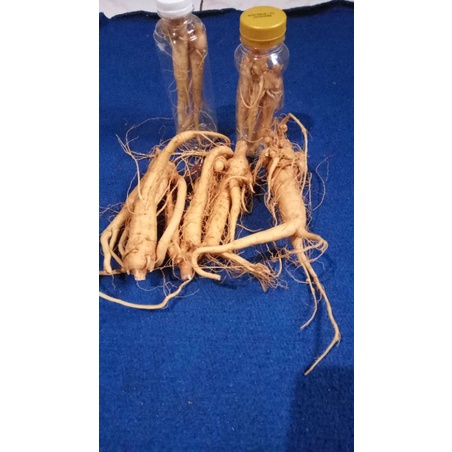 Ginseng alami asli korea