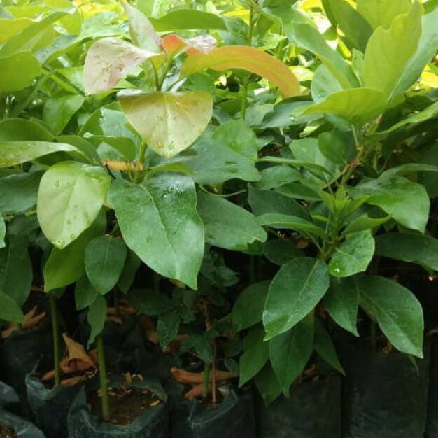 PROMO 3 BIBIT ALPUKAT PLUWANG ALIGATOR DAN MIKI