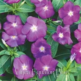 BUNGA VINCA JEPANG VE BLUE Isi 7 Benih | Shopee Indonesia