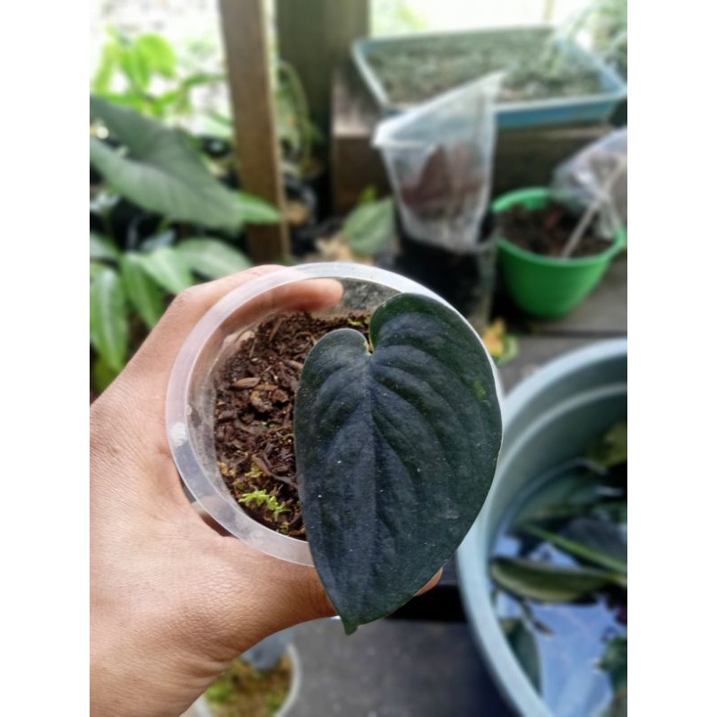 Scindapsus Jade Satin