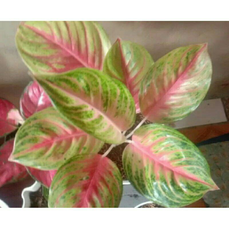 tanaman hias aglonema Andini indukan-PROMO INDUKAN aglonema andini-AGLONEMA ANDINI PROMO INDUK