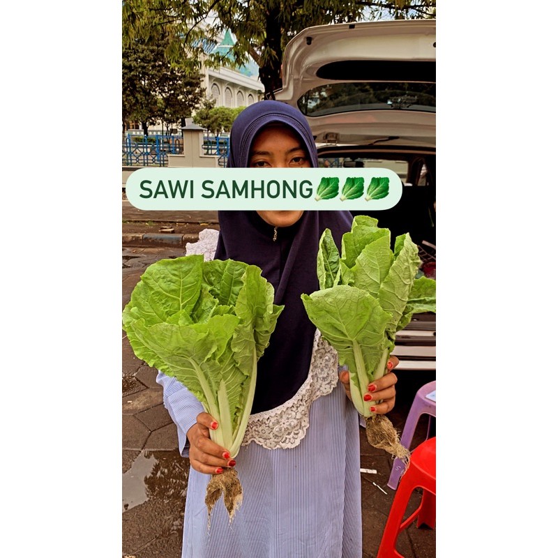 

Sawi Samhong Hidroponik