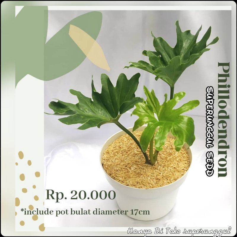 Tanaman Hias Philo Dendron/Tanaman Hias Monstera/Philow jari Bisa Cod