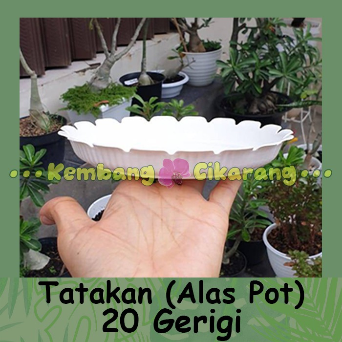 TATAKAN GERIGI 20 alas pot cantik murah grosir taktakan pot tawon 21