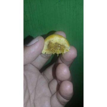 

Nastar Ori dan Paling Laris