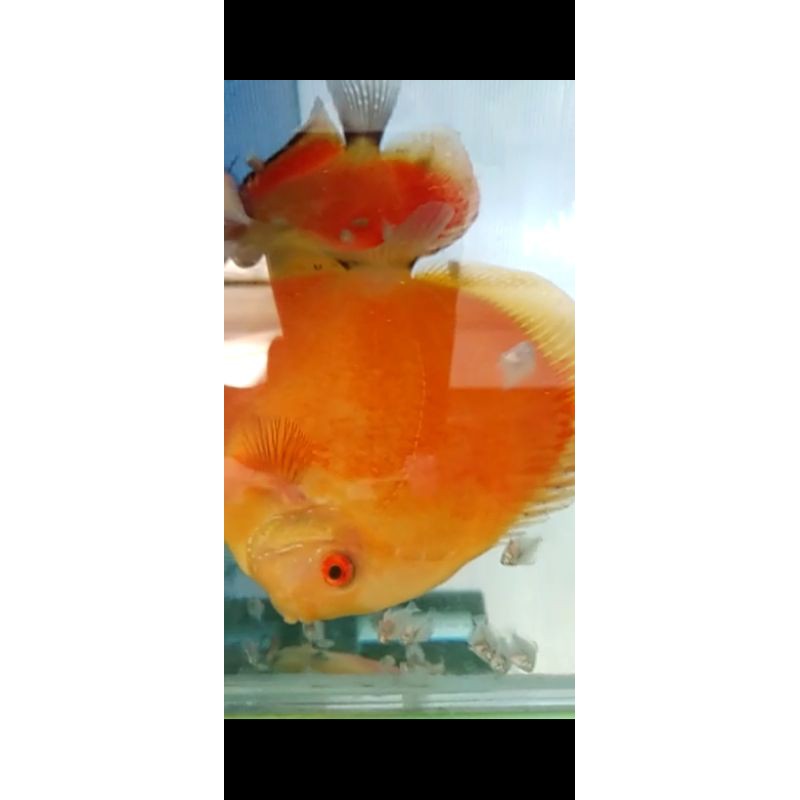 discus proven rm x golden sepasang