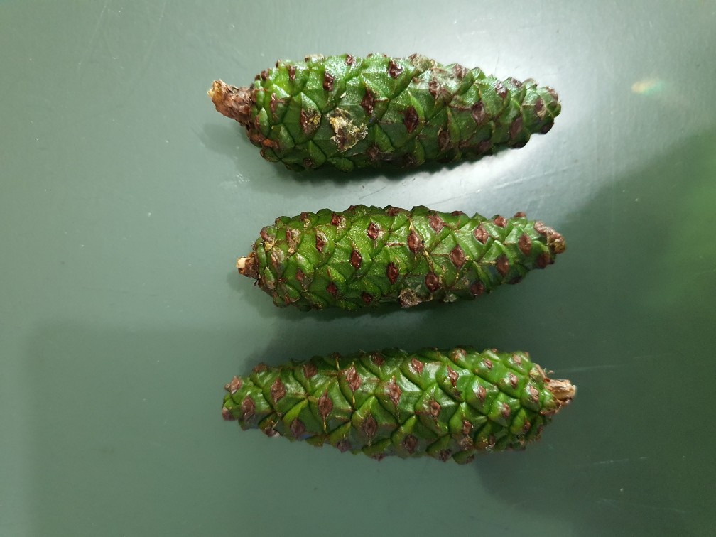 Buah Pinus Segar Presh 1 Kg