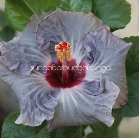 bibit tanaman hias bunga hibiscus kembang sepatu import langka JLR