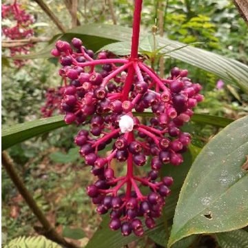 

BUAH PROMIL PARIJOTO MURIA 1 TANGKAI 100 GRAM MURAH