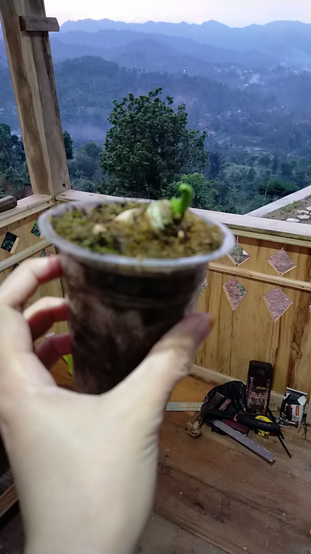 Bonggol Alocasia Watsoniana