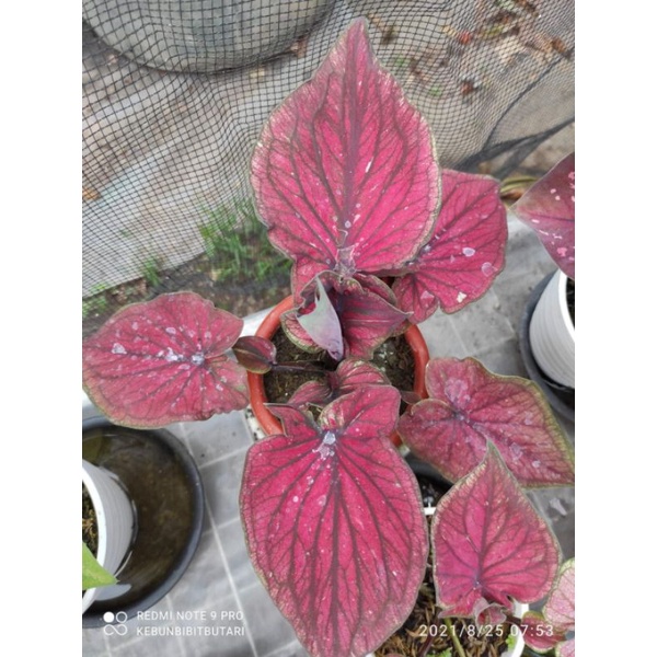 Bibit Caladium Srikandi daun ganda