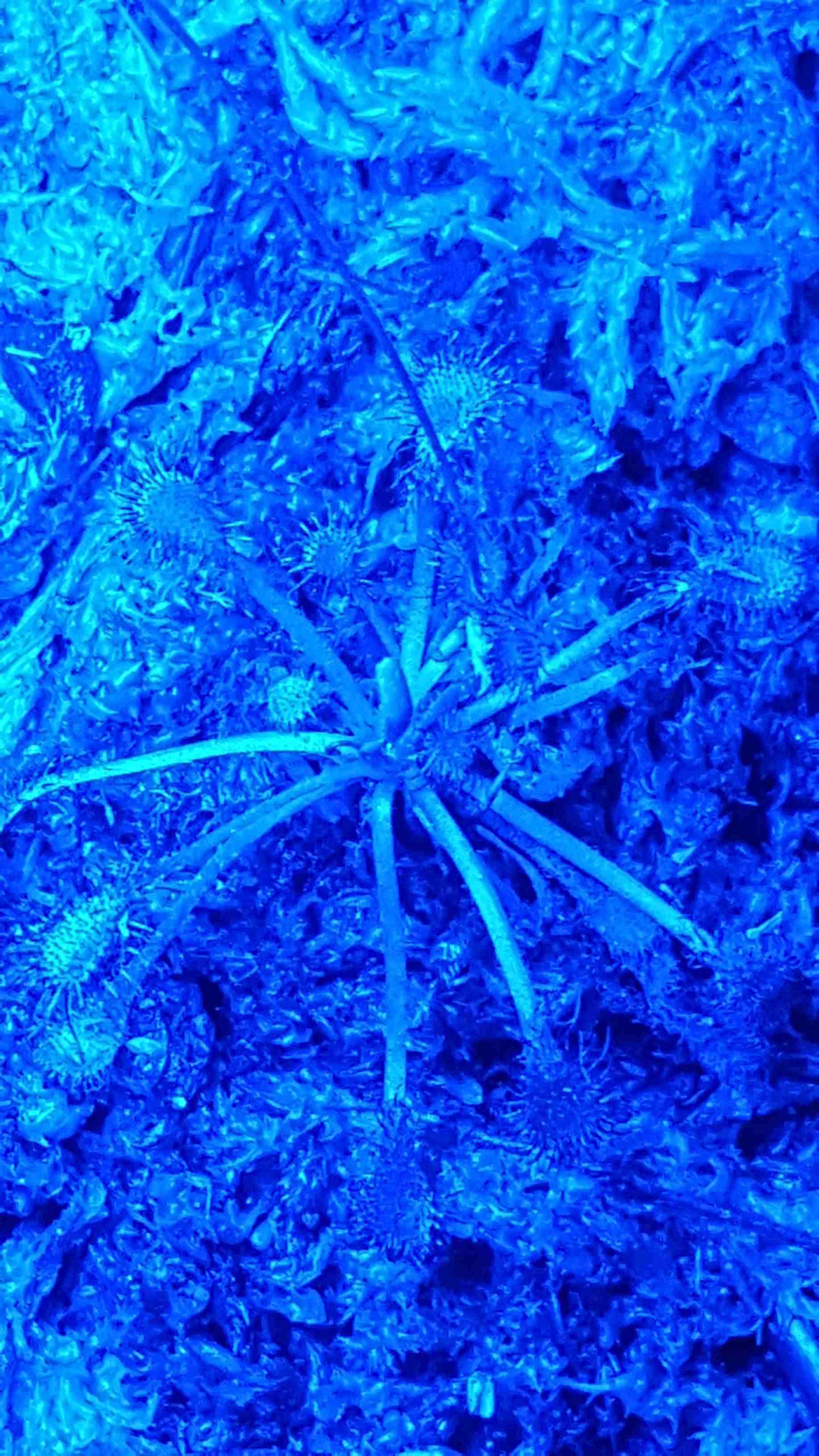 Keranjang Pupuk - Pot Pupuk - Tempat Pupuk Dekastar