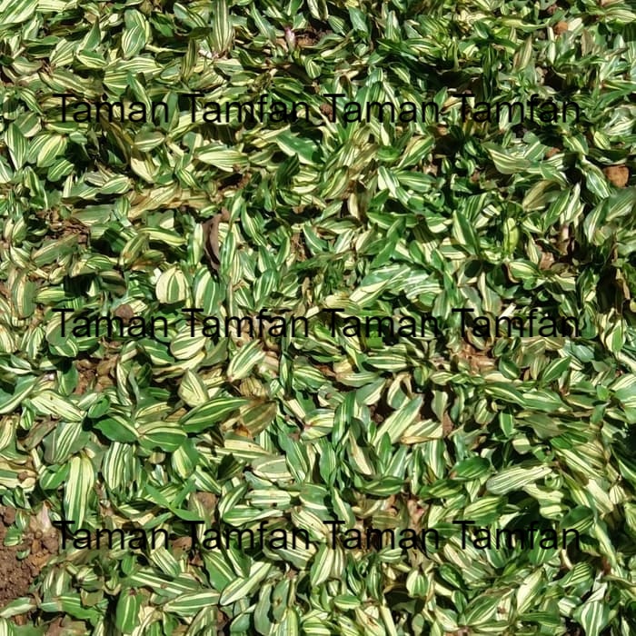 rumput hias gajah mini varigata 1x1 meter