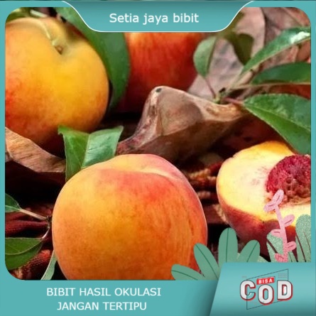 bibit buah persik peach