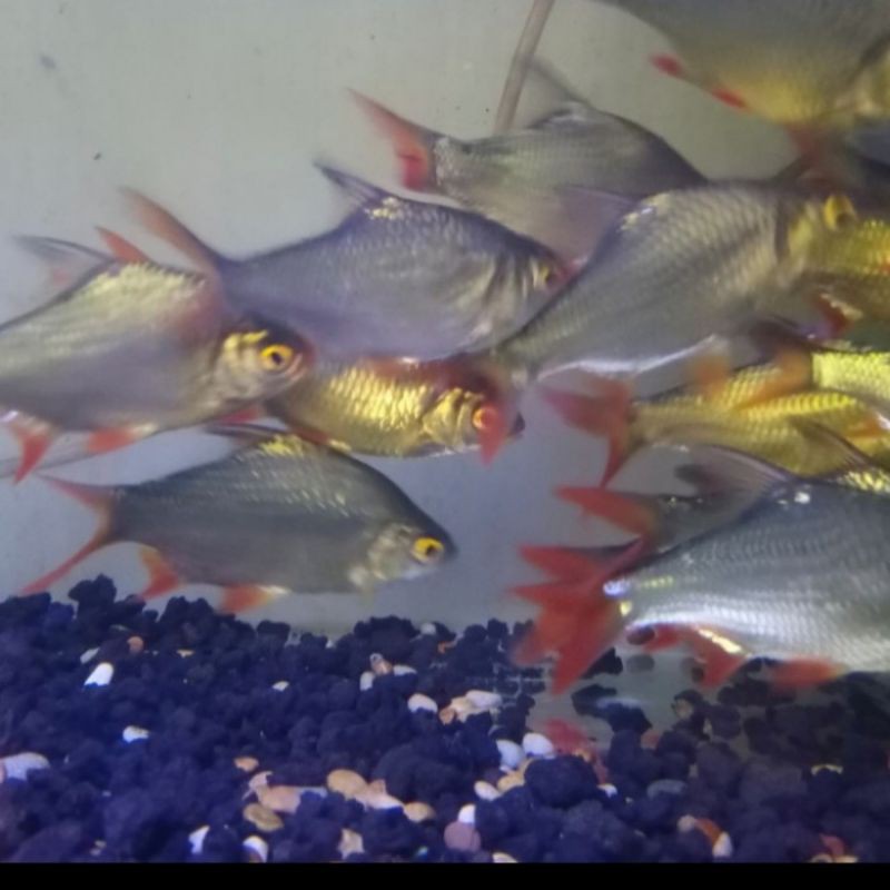 Ikan Hias Kaviat Kapiat Green Hijau Aquarium