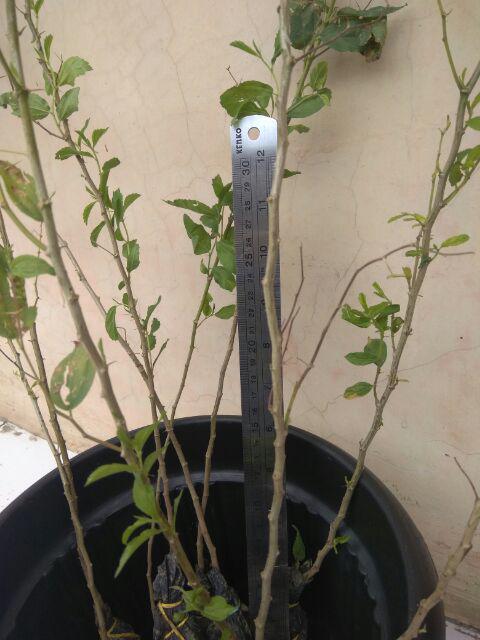 Bibit Bidara Arab/sidr 25-35cm