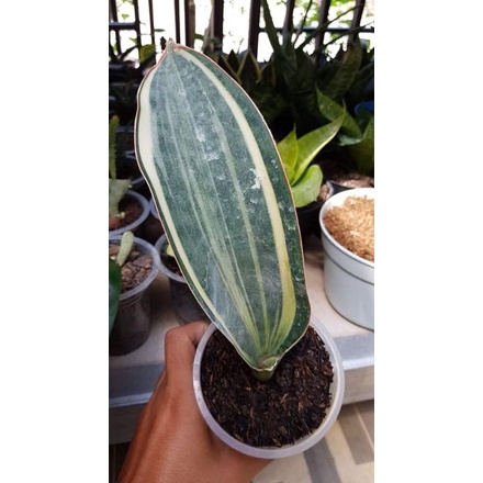 Sansevieria Masoniana Varigata Putih