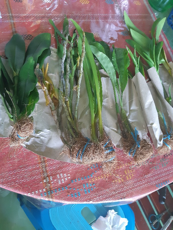 Anggrek Sikat/dendrobium Secundum Gratis Ongkir Extra
