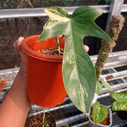 Philodendron Flobe Varigata / Florida Beauty / Philo Flobe Varigata