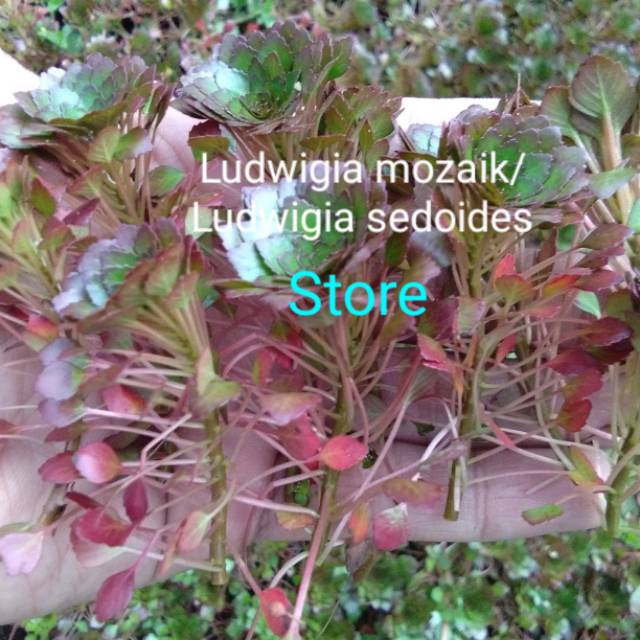 Ludwigia mozaik atau ludwigia sedoides